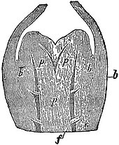 EB1911 Stem - Longitudinal section of a bifurcating shoot of Lycopodium alpinum.jpg