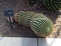 Echinopsis schickendantzii