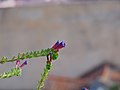 Thumbnail for Echium stenosiphon