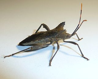 <i>Elasmopoda</i> Genus of true bugs