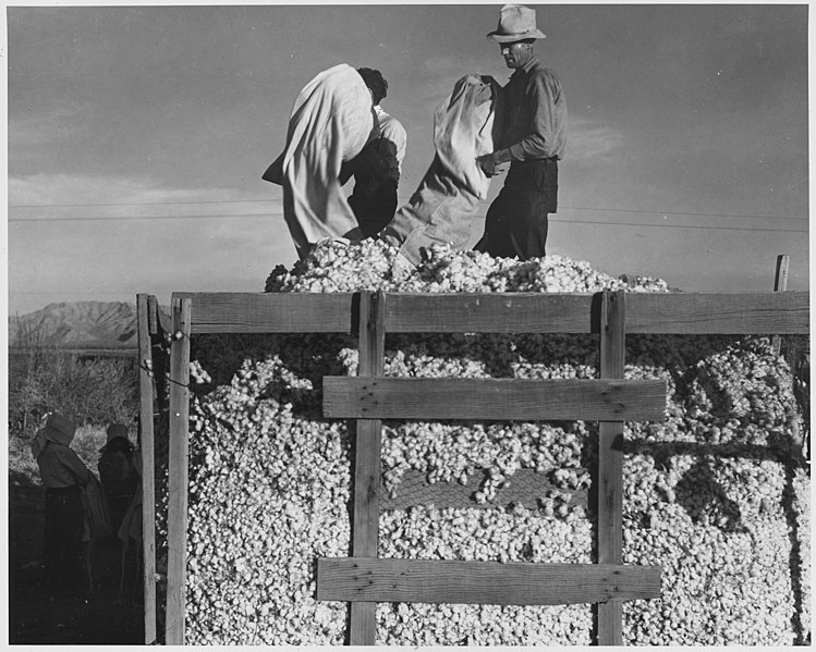 File:Eloy District, Pinal County, Arizona. Migratory cotton pickers dump their sacks into the field wagon . . . - NARA - 522535.jpg