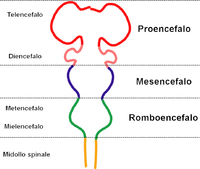 EmbryonicBrain-Italiano.png