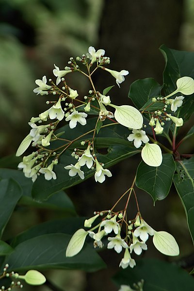 File:Emmenopterys henryi - inflorescence (detail).jpg