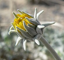 Enceliopsis nudicaulis var corrugata 6.jpg