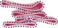 Endoplasmic reticulum