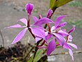 Epidendrum imatophyllum flowers