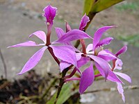 Epidendrum imatophyllum