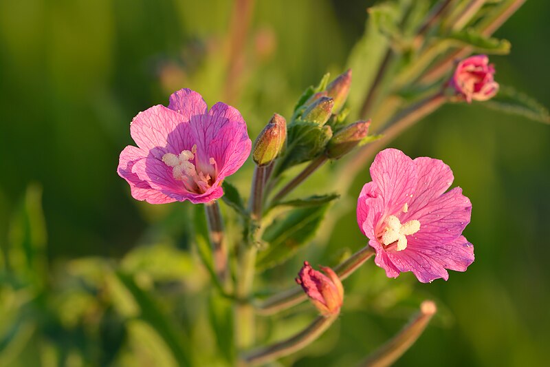 File:Epilobium hirsutum - karvane pajulill Keilas.jpg