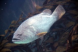 Epinephelus lanceolatus LoroParqueTenerife IMG 4974 blumblebee grouper.JPG