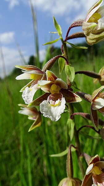 File:Epipactis palustris 36.jpg