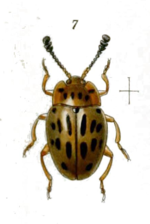 Epopterus lineoguttatus