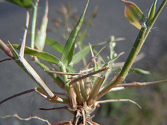 A sprig of Eragrostis minor grass Eragrostis minor (6124344114).jpg