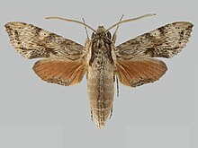 Erinnyis stheno BMNHE273259 male up.jpg