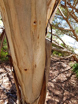 Eucalyptus georgei - Wikipedia