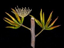 Eucalyptus abdita flower buds.jpg