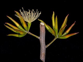 <i>Eucalyptus abdita</i> Species of eucalyptus