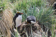 Mâle et femelle autour de leur nid entouré de tussack.
