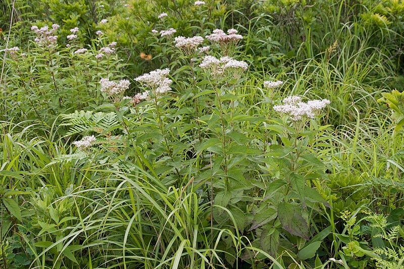 File:Eupatorium chinense var. sachalinense 04.jpg