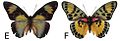 E. c. nominalina female dorsal (e); ventral (f)