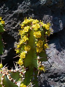 Euphorbia barnardii Cyathia