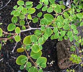Kuvan kuvaus Euphorbia skottsbergii var.  skottsbergii (4822722716) .jpg