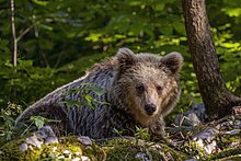 A young adult female. Eurasian brown bear (Ursus arctos arctos) female 3.jpg