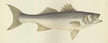 An 1877 illustration of the European bass by British naturalist Jonathan Couch