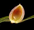 Gall on Fagus sylvatica