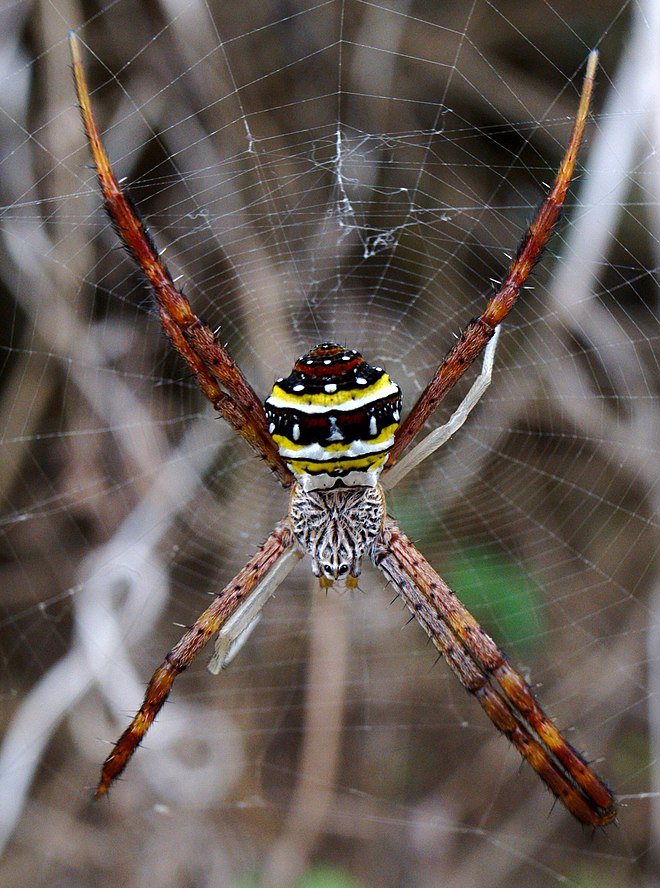 Покажи пауков. Паук Аргиопа Брюнниха. Пауки-кругопряды – Araneidae. Паук Арахнид кругопряд. Аргиопа Кайзерлинга.