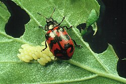 Ženka C. lapponica ovipositing.jpg