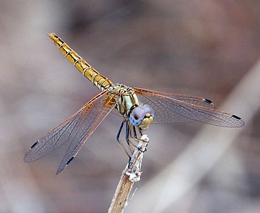 Female Orange-winged Dropwing. Trithemis kibyii - Flickr - gailhampshire.jpg