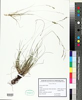 Herbarium exemplaar uit Polen