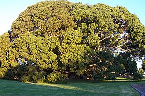 Descrierea imaginii Ficus obliqua la Princes Highway Milton New South Wales.JPG.