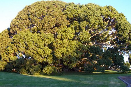 Ficus obliqua at Princes Highway Milton New South Wales.JPG