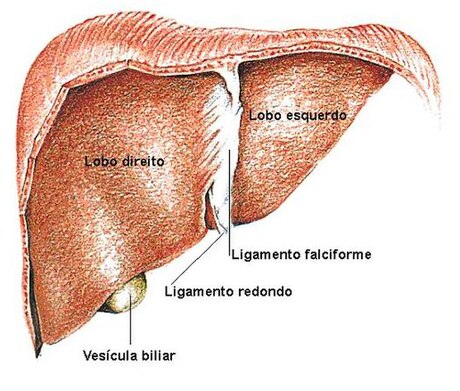 Hepatologia