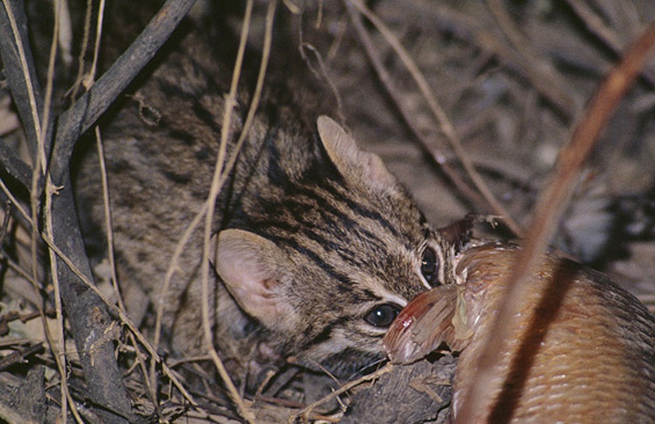 Fishing Cat (Prionailurus viverrinus) · iNaturalist