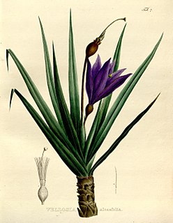 <i>Vellozia</i> genus of plants