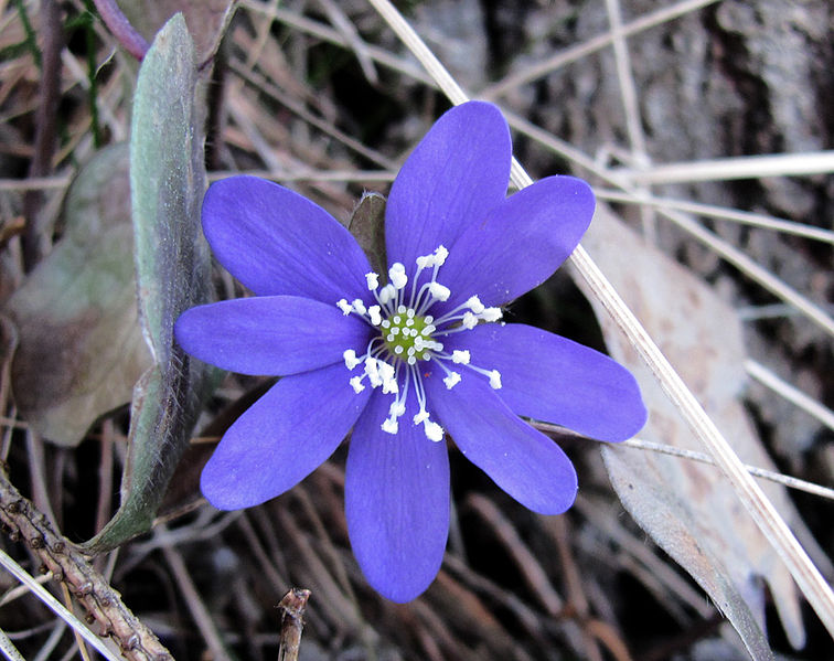 File:Flickr - Per Ola Wiberg ~ mostly away - wild springflowers ~ 18 mars ~ another "blåsippa" ~ Hepatica nobilis.jpg