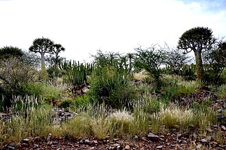 Tussock and various types of flora near Keetmanshoop in Namibia Flora near Keetmanshoop, Namibia.jpg