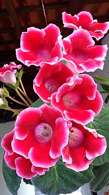 Florada da Gloxinia.jpg