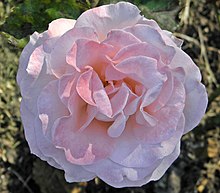 Floribunda - Cherish 6 (cr) (cropped).JPG