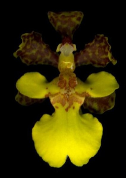 File:Flower of Trichocentrum ascendens - rspb.2013.0960-F1.large-left.jpeg