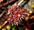 Flowers at Simplonpass June 2023