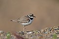 Flussregenpfeifer Little ringed plover 2.jpg