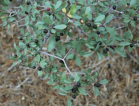 Frangula rubra