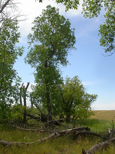 File:Fraxinus pennsylvanica (5108087586).jpg