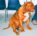 Dogue de bordeaux. Máscara marrom