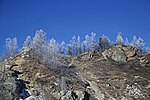 Миниатюра для Файл:Frozen trees near Chike-Taman Pass.jpg