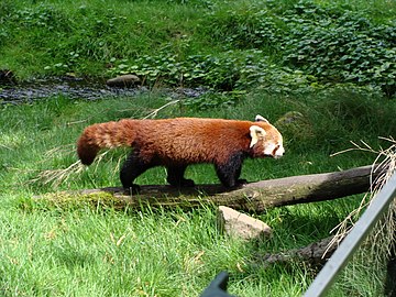 Einer von zwei roten Pandas im Görlitzer Tierpark