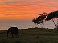 Gabon country of forest elephants - L'éléphant de forêt d'Afrique.jpg